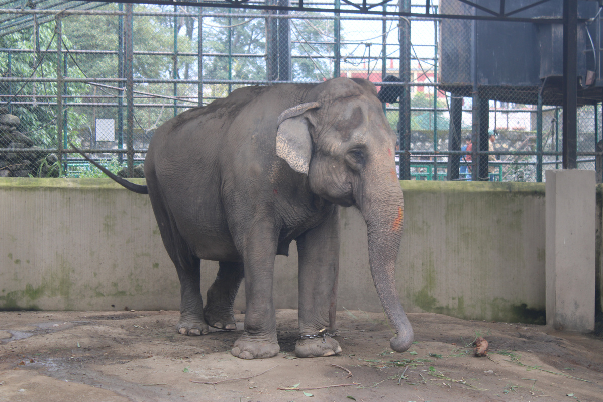 Слон на цепи