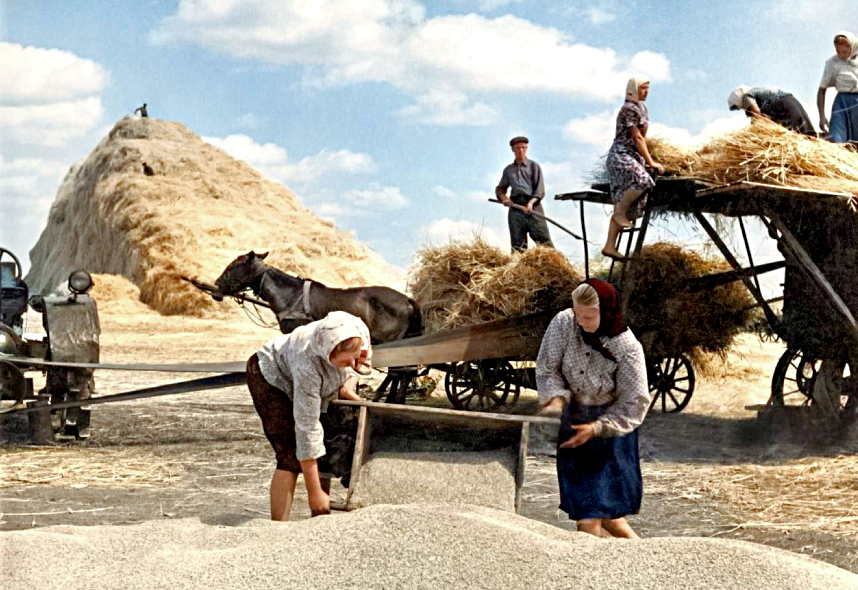 Уборка урожая в Украинской ССР, 1957 г.