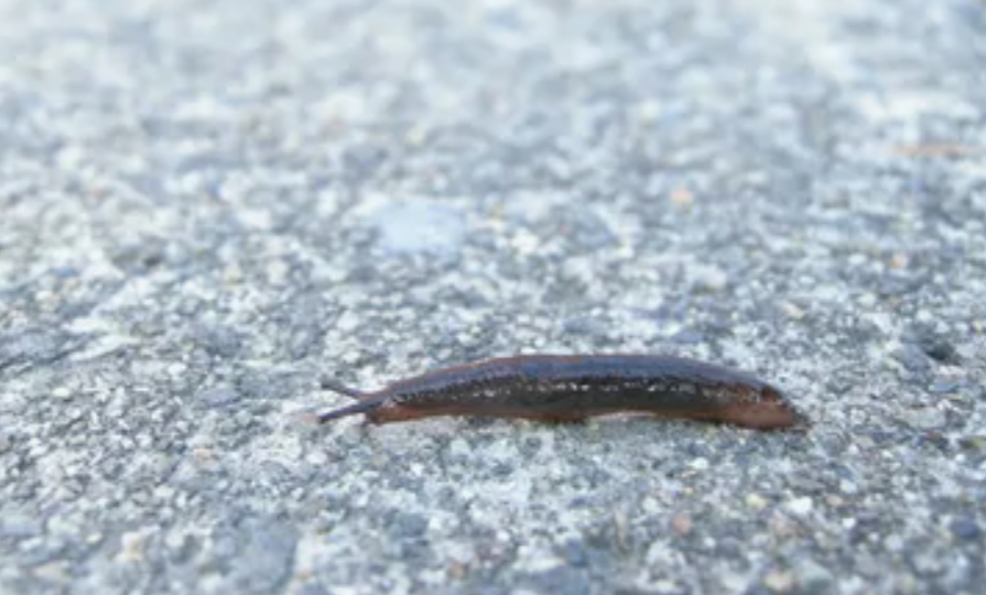 Выживают ли слизни зимой?