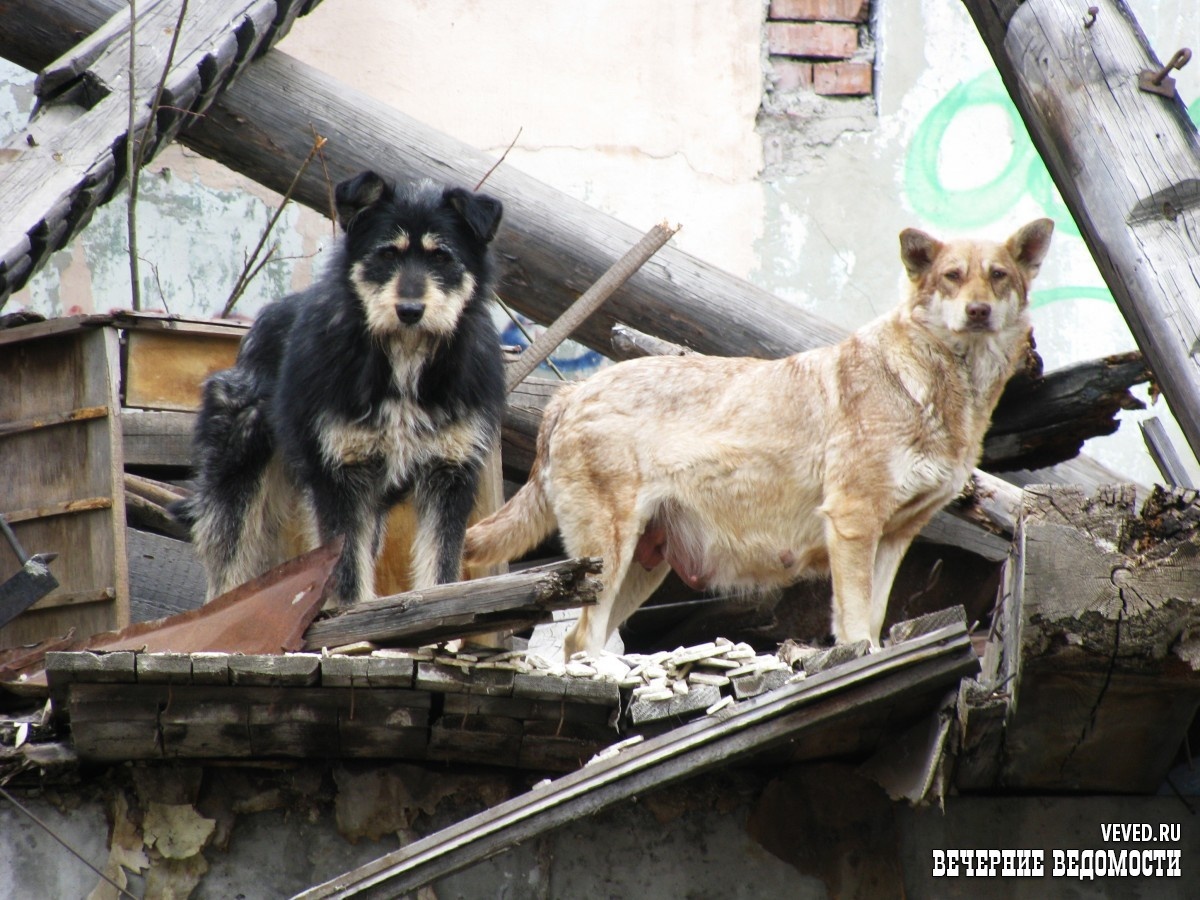    Фото: Владислав Постников / Вечерние ведомости