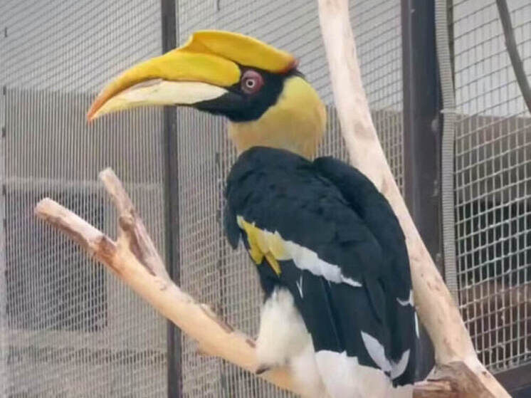     Первой к головоломке подошла активная Шанти. Фото: скриншот с видео пресс-службы Ленинградского зоопарка