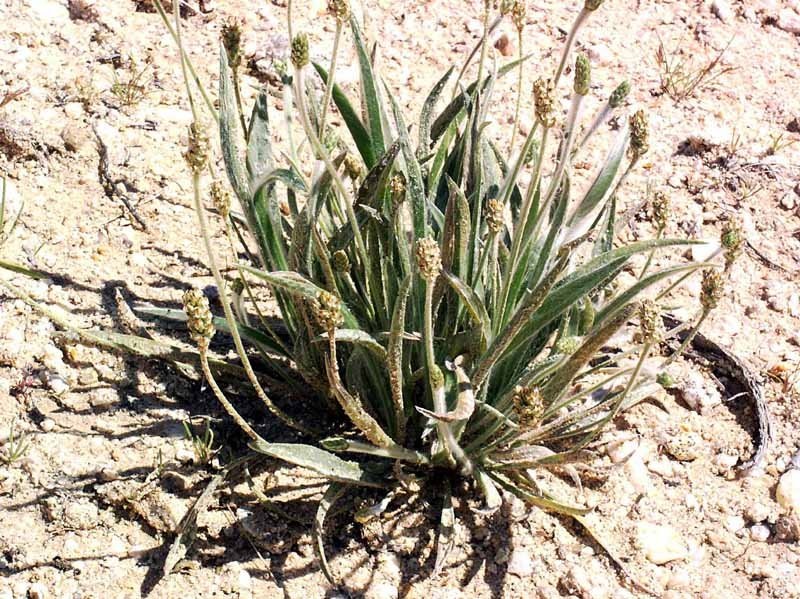 Так растет в диком виде Plantago ovata - псиллиум.