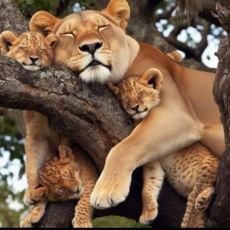 Взаимодействие с животными помогает снизить уровень стресса, улучшить настроение, повысить физическую активность и улучшить социальные навыки.