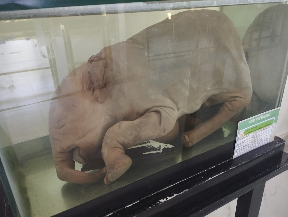 Слон, слон, слон! В Азии живет!