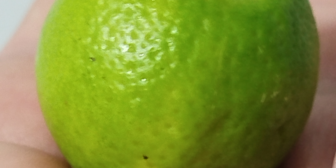 Лиметта Дольче Романа - цитрус с ароматом бергамота, без кислоты. Особенности сорта.