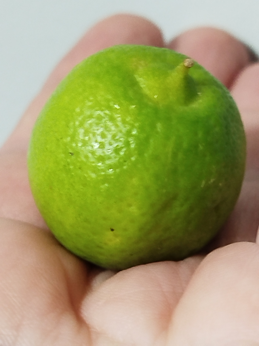 Плодик лиметты Дольче Романа, с характерным носиком.
