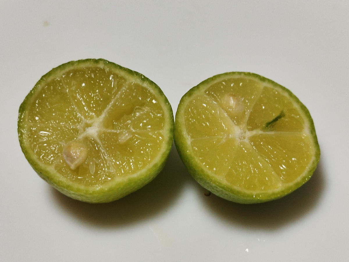 Плодик в разрезе