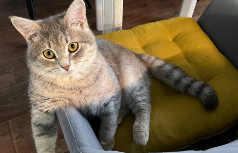    Кота спасли из квартиры живодера в шинели