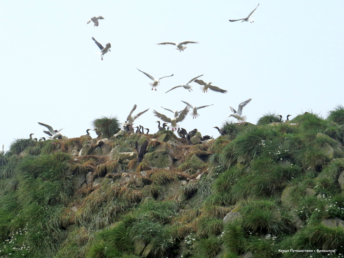 Галдёж и разборки на кекурах. 