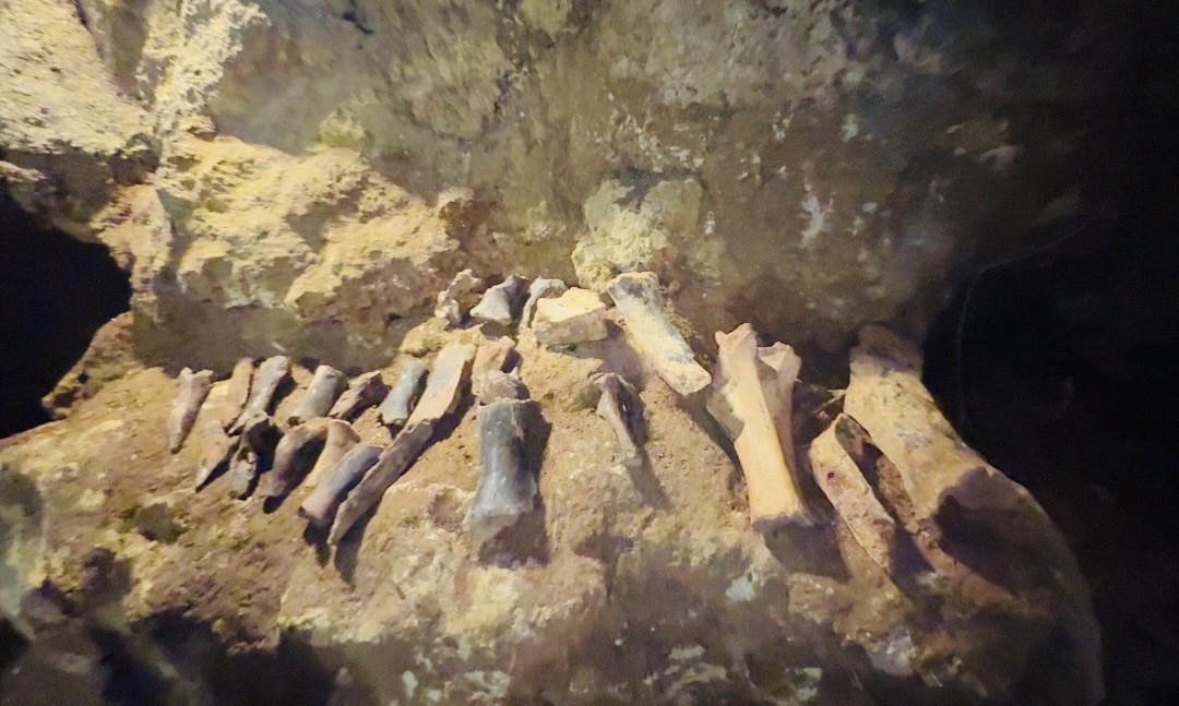 Кости животных которые жили в пещере 1,5 млн лет назад.