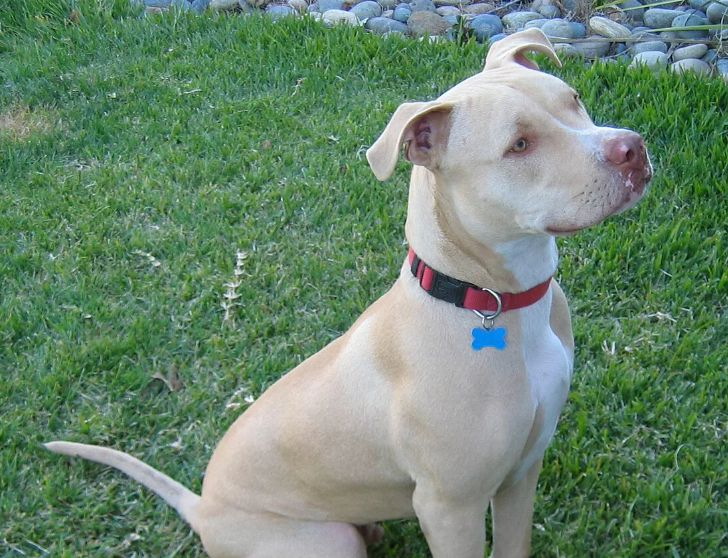 Питбультерьер