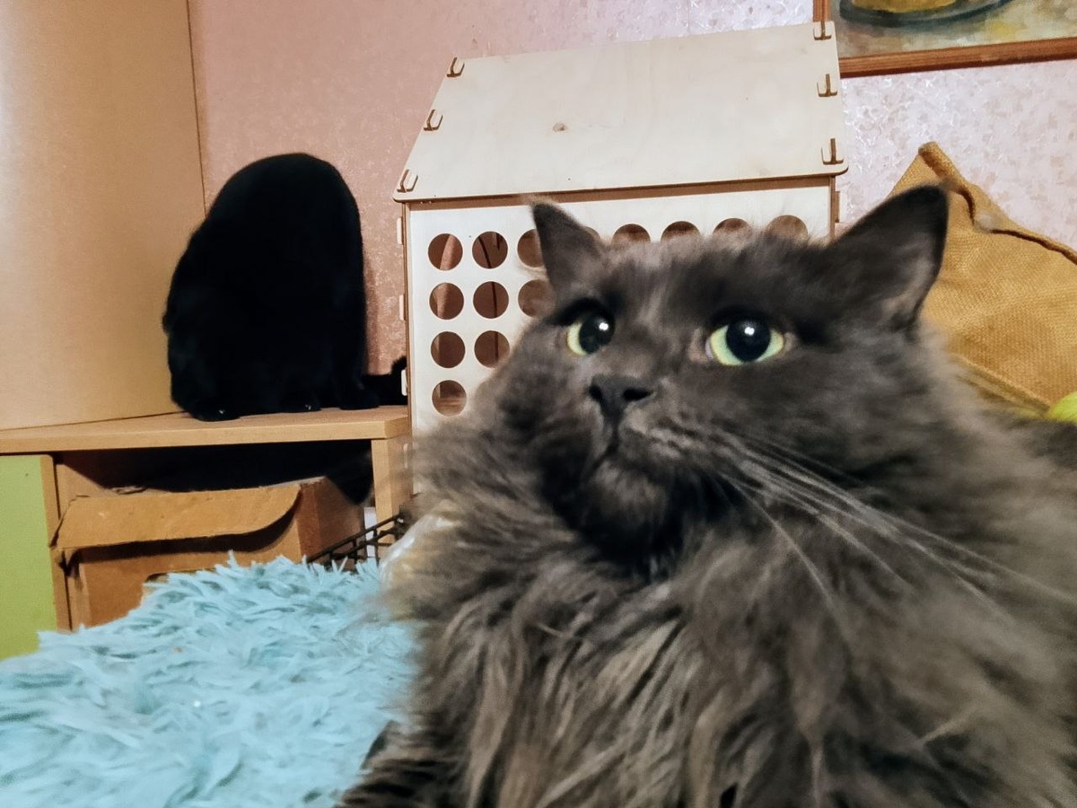 Варя удивлена тому, что кто-то ошпаривает её обед. А Барсук на заднем плане вообще превратился в кучку