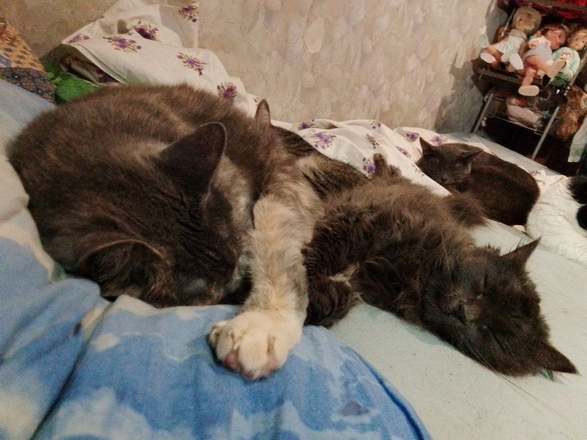 Зоя и Варя. Чья лапка? 