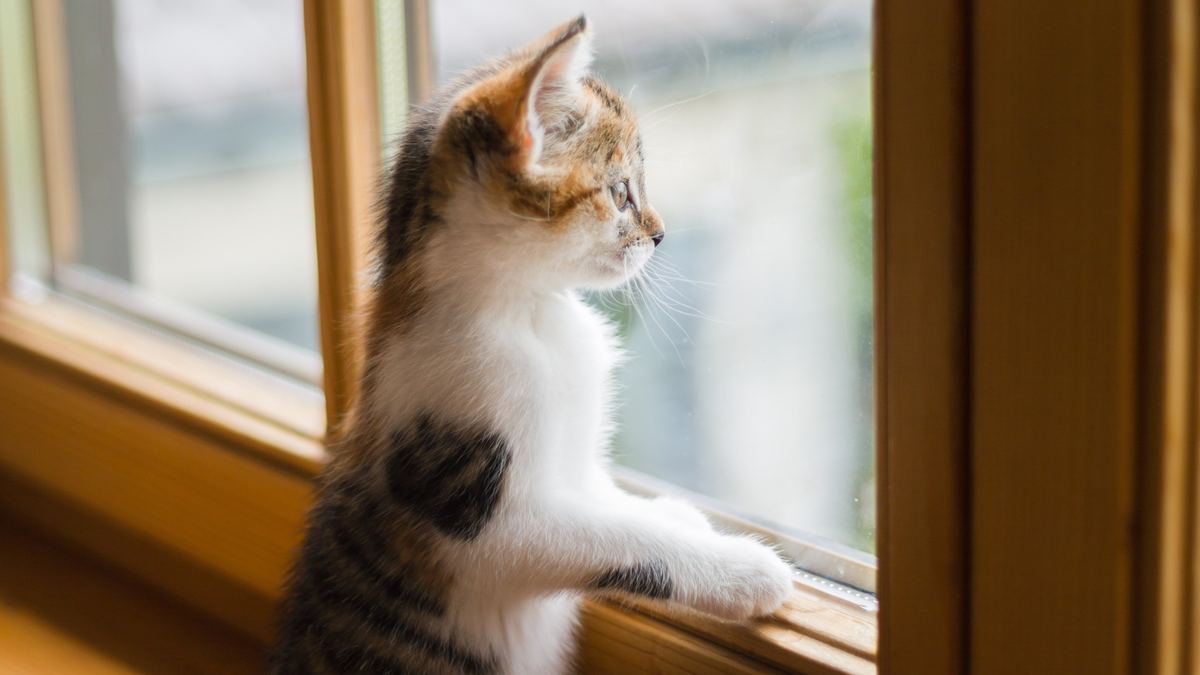 Он молча ждет вашей догадки.