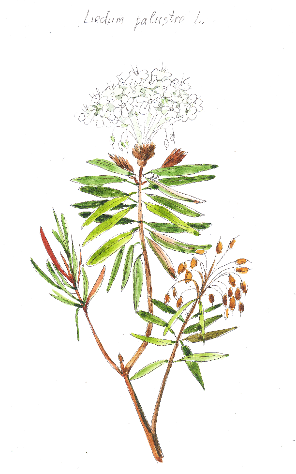 мой рисунок