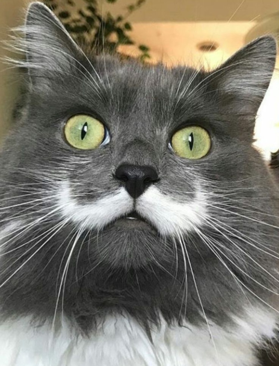 Фото из интернета. Усы 2.0