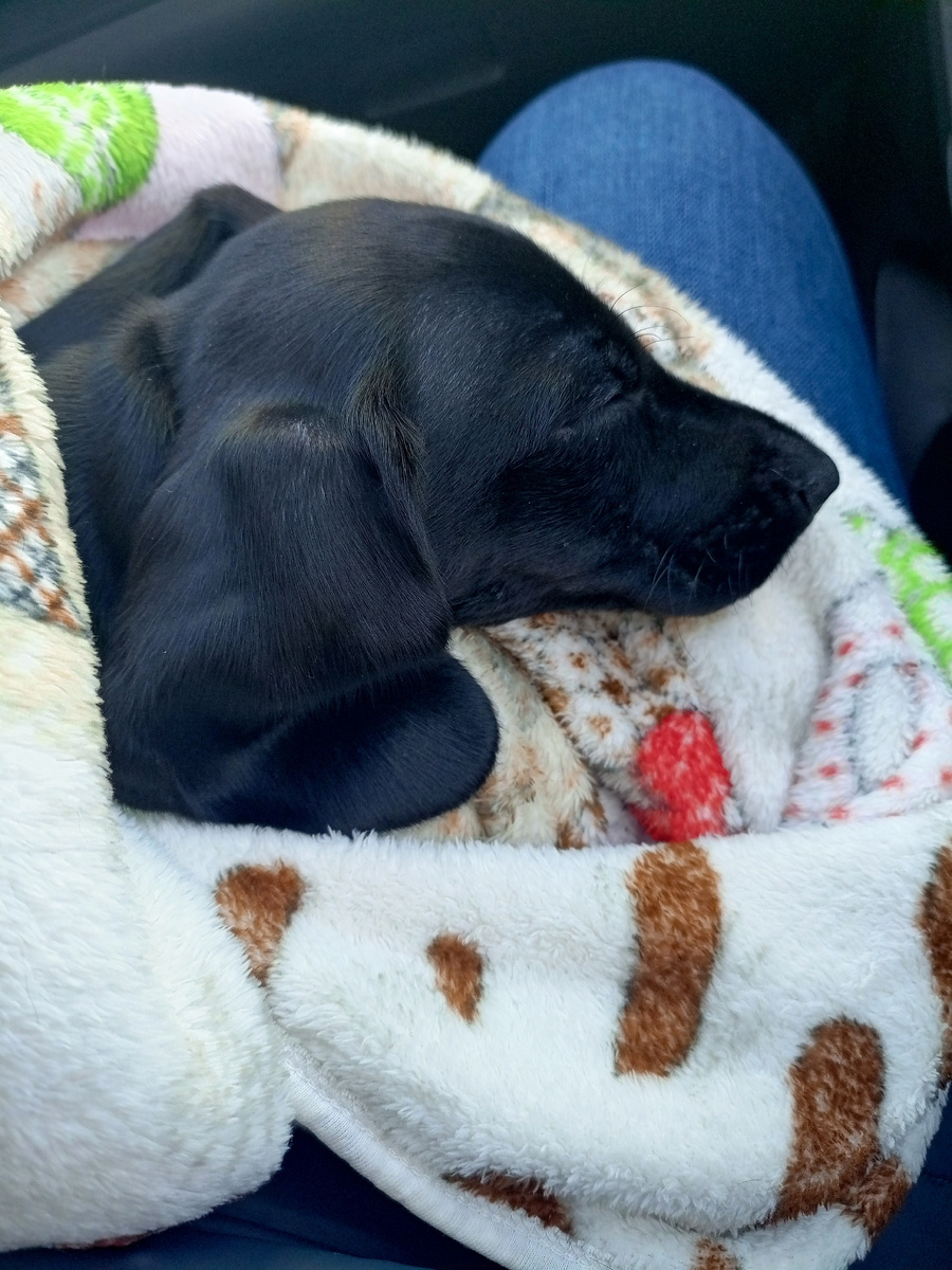 На этой неделе сделали первую прививку