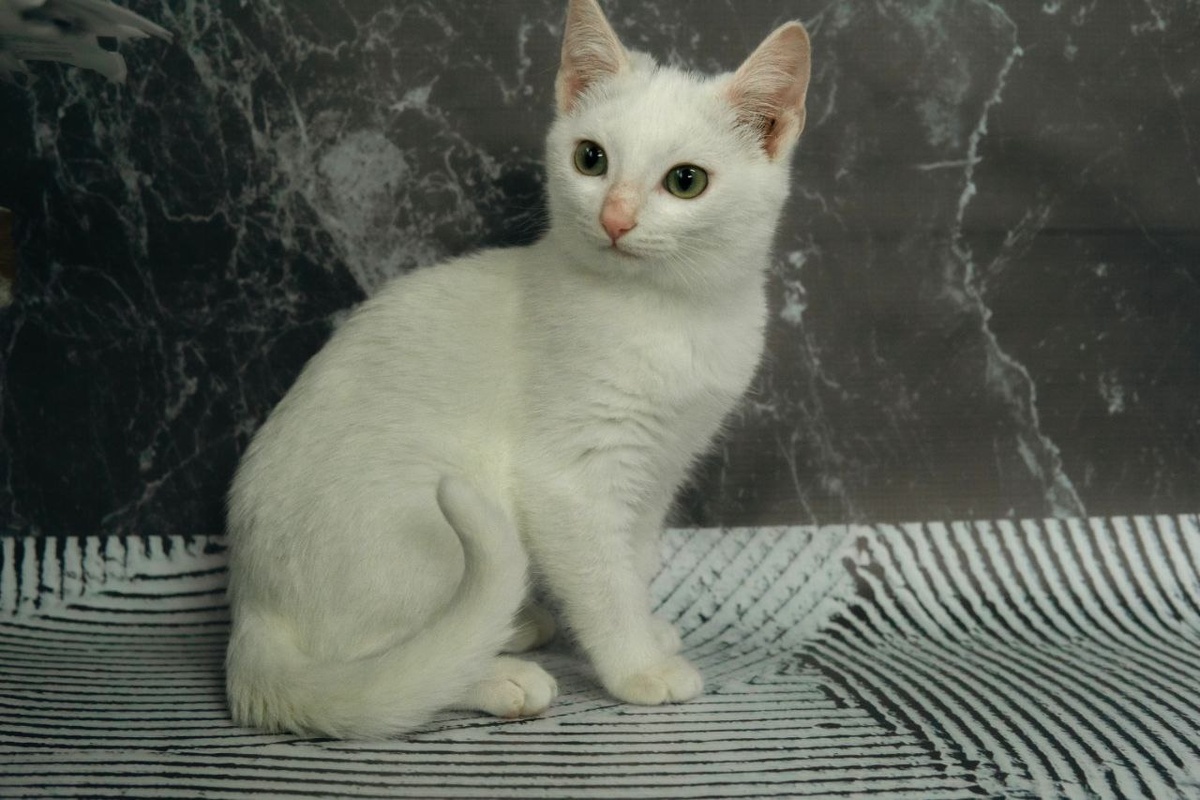  Фото предоставлено ТГ каналом @shafi_taru