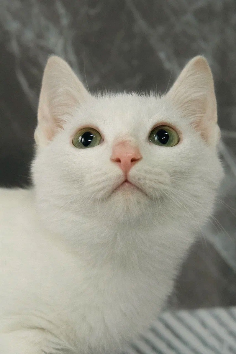 Фото предоставлено ТГ каналом @shafi_taru