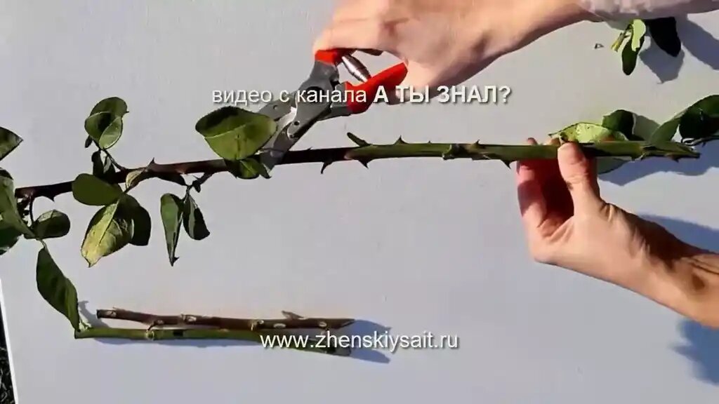 Идеальный кандидат — это стебель толщиной с карандаш (4-5 мм и больше)