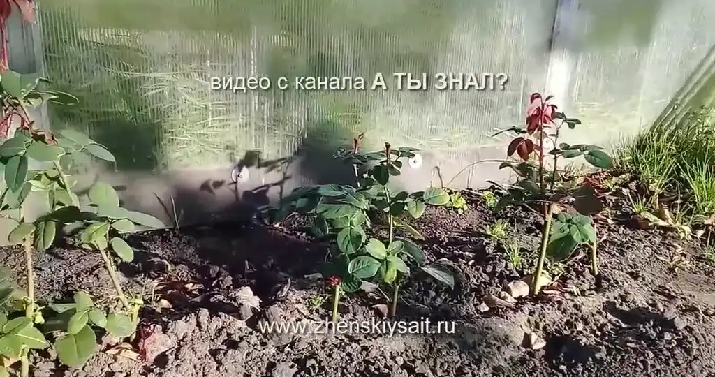 3 причины черенковать розы осенью, а не весной. Пошаговый план, как это сделать правильно