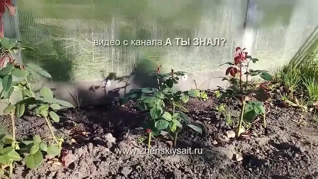 Эти стебли  стратегический запас, который перезимует и весной тронется в рост