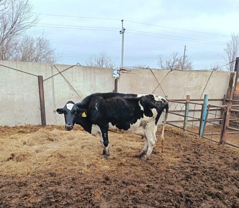    В Акбулакском районе выявили незаконное перемещение КРС Оренбуржье