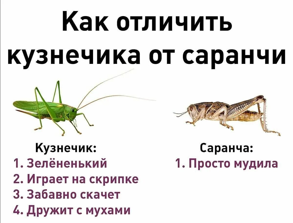 Ассоциация его пришло насекомое кузнечик, а потом по думала , нет саранча!!! Хотя он хорошо играл на гитаре!!!