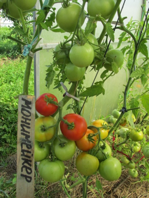 7 САМЫХ УРОЖАЙНЫХ И ВКУСНЫХ ТОМАТОВ В МОЕЙ ТЕПЛИЦЕ В 2025 ГОДУ