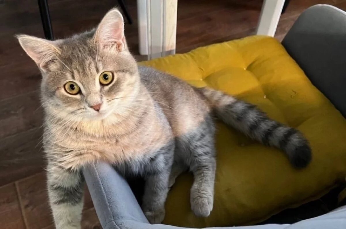    Кот, спасённый от живодера, обрёл дом у главы Городецкого округа