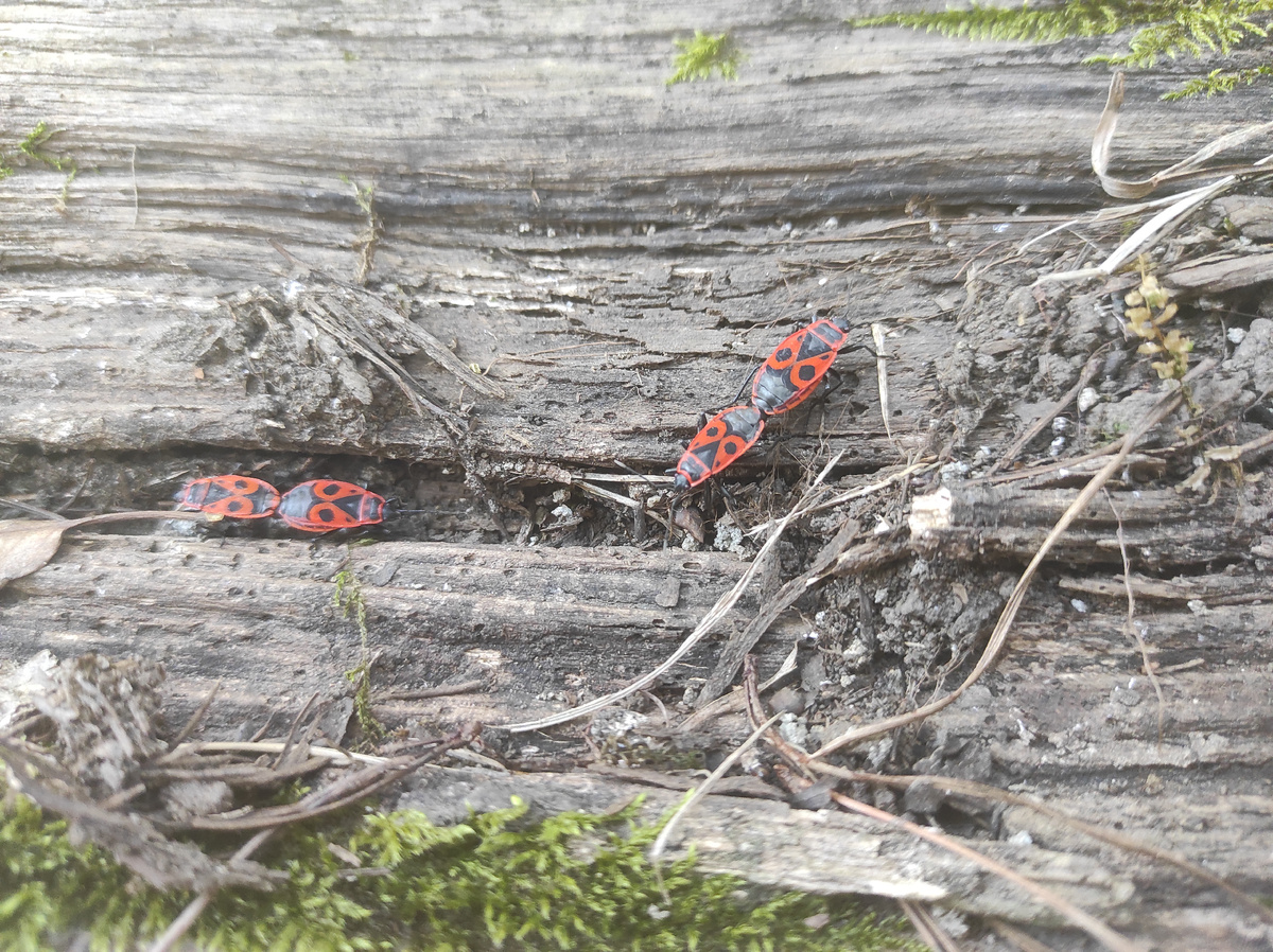 Зима на носу, а у них все ещё спаривание на уме