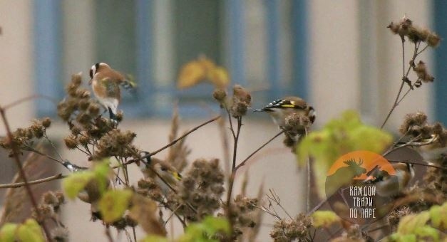 Фото: скриншот видео Telegram-канала «Каждой твари по паре»