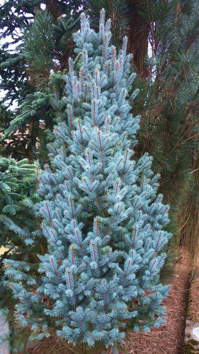 «Изели Фастигиата»