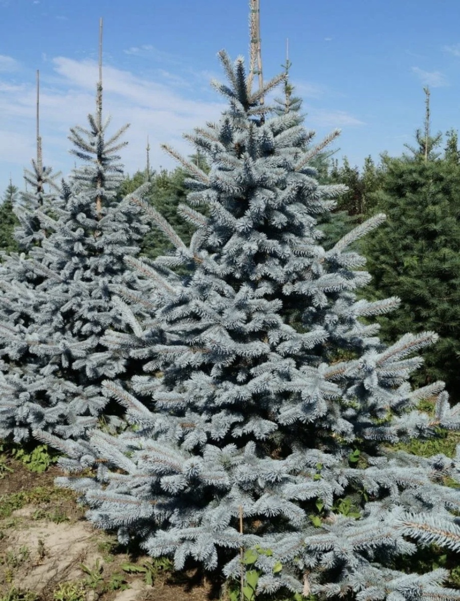  Ель колючая «Хупси»