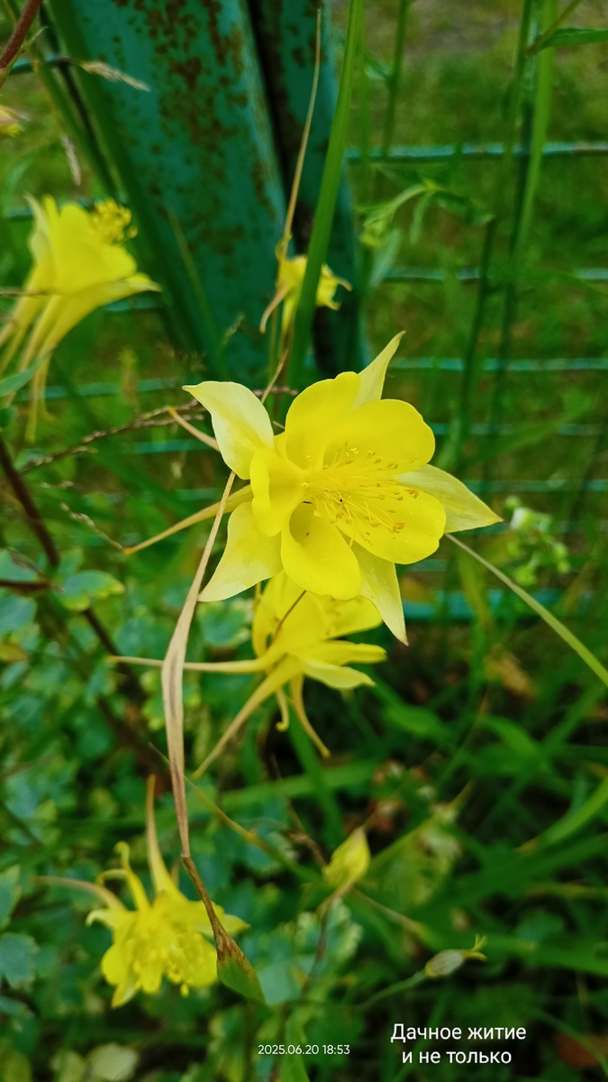 Фото автора. Аквилегия (Водосбор)