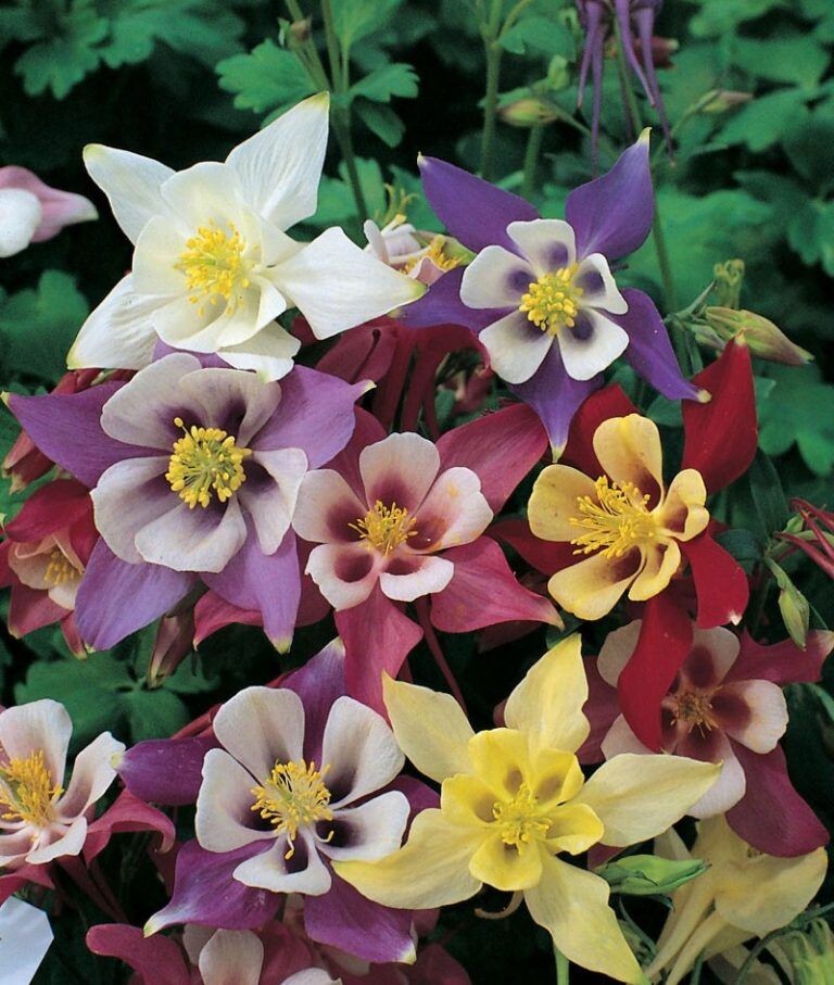 Фото взято https://stroy-podskazka.ru/