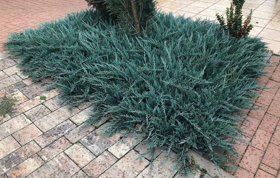 Можжевельник горизонтальный «Блю Чип»