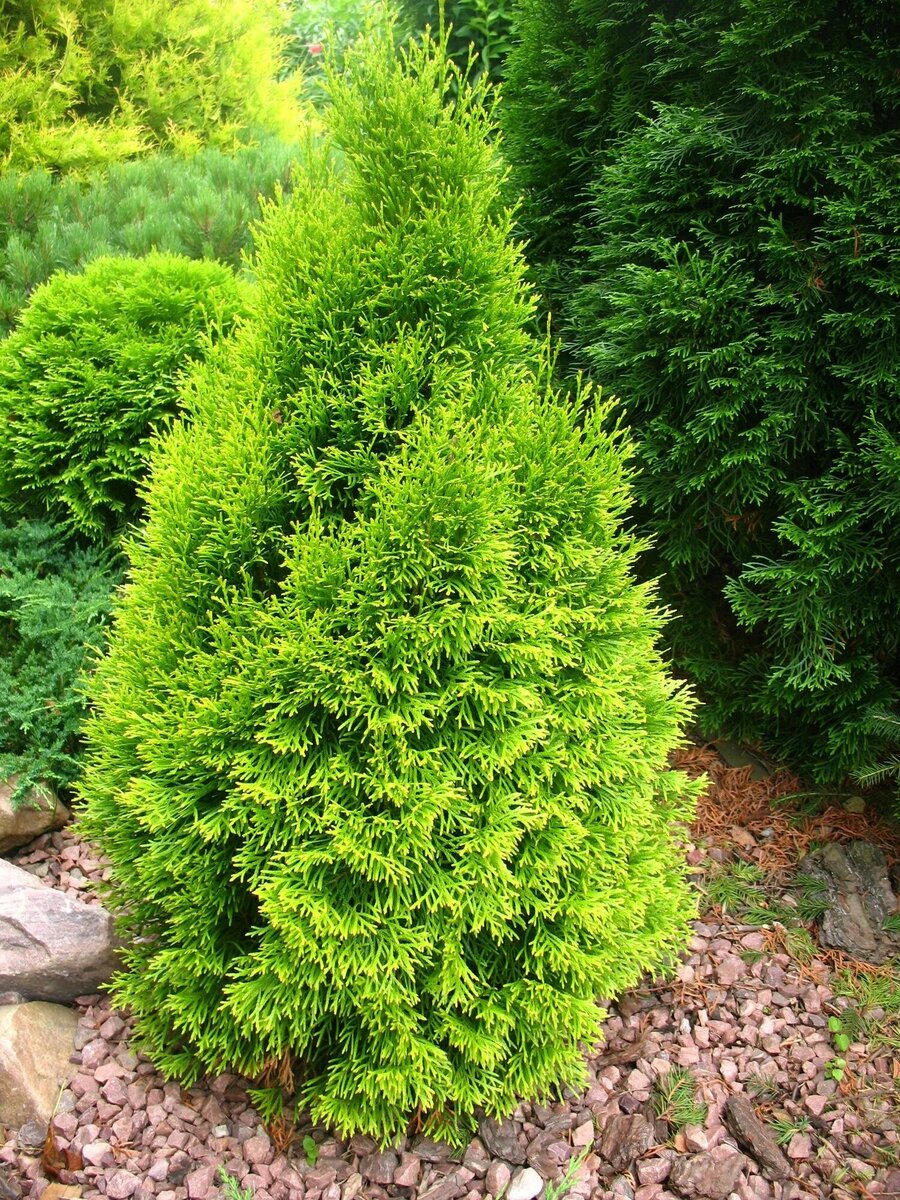 Туя западная «Смарагд»