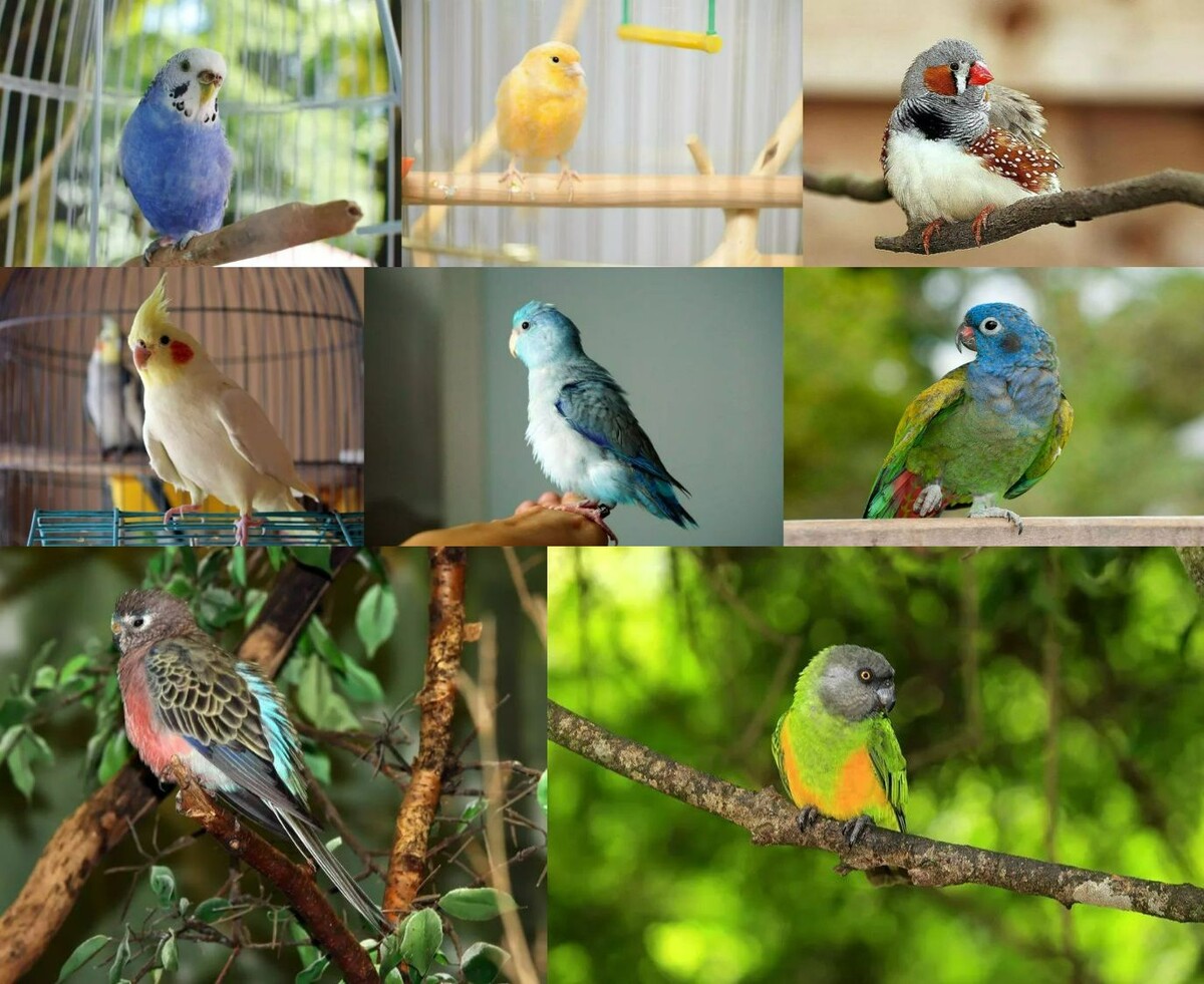    Вот все эти 8 птиц по порядку. Источники изображений: thesprucepets.com, behindthename.com