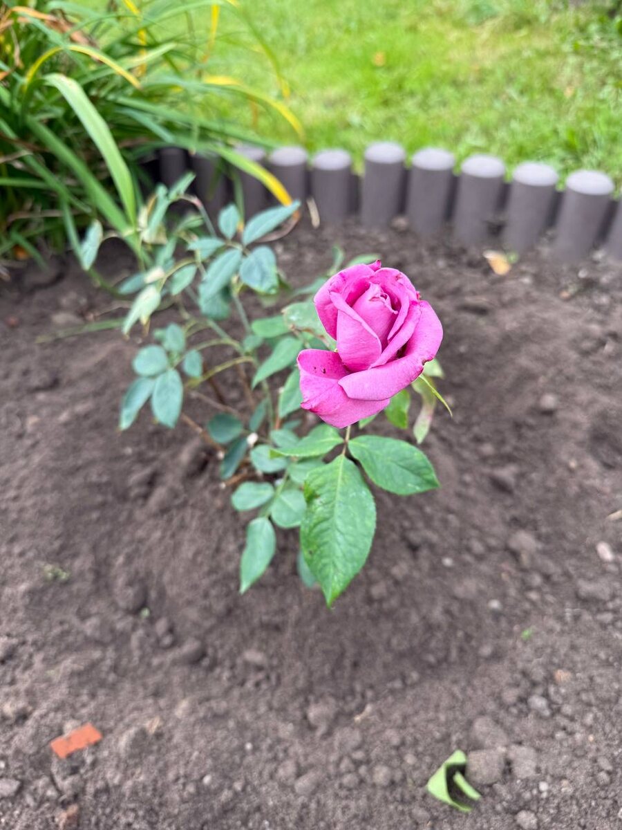 Роза «Дойче Велле» 