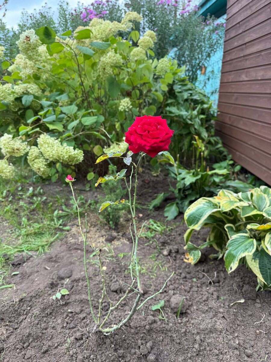 Роза «Эль Торо»