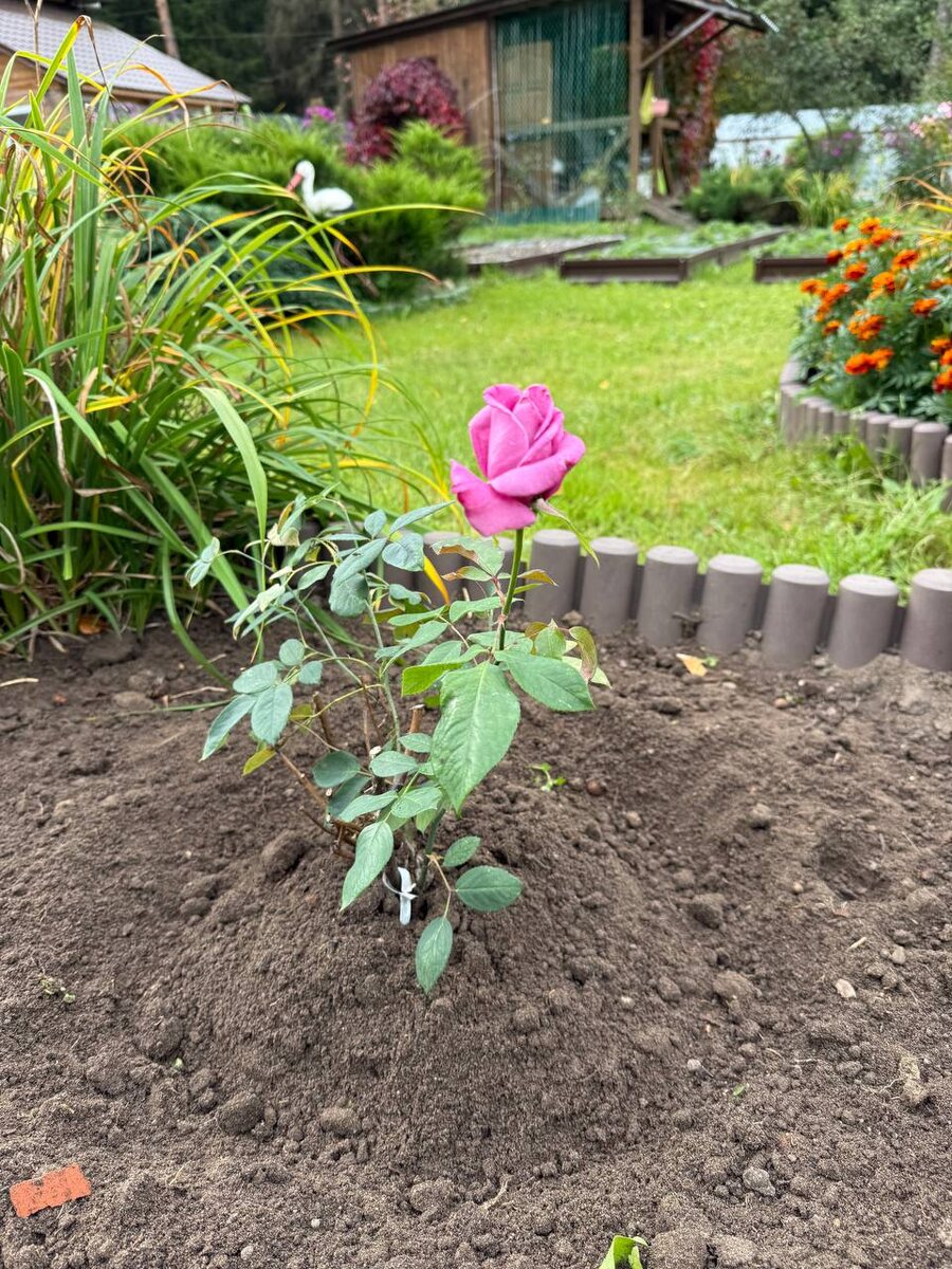 Роза «Дойче Велле» 