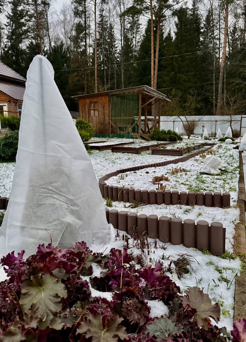 Укрытая туя Голден Смарагд