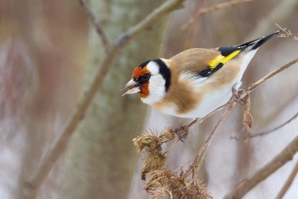    Фото: t.me/kazdoytvaripopare