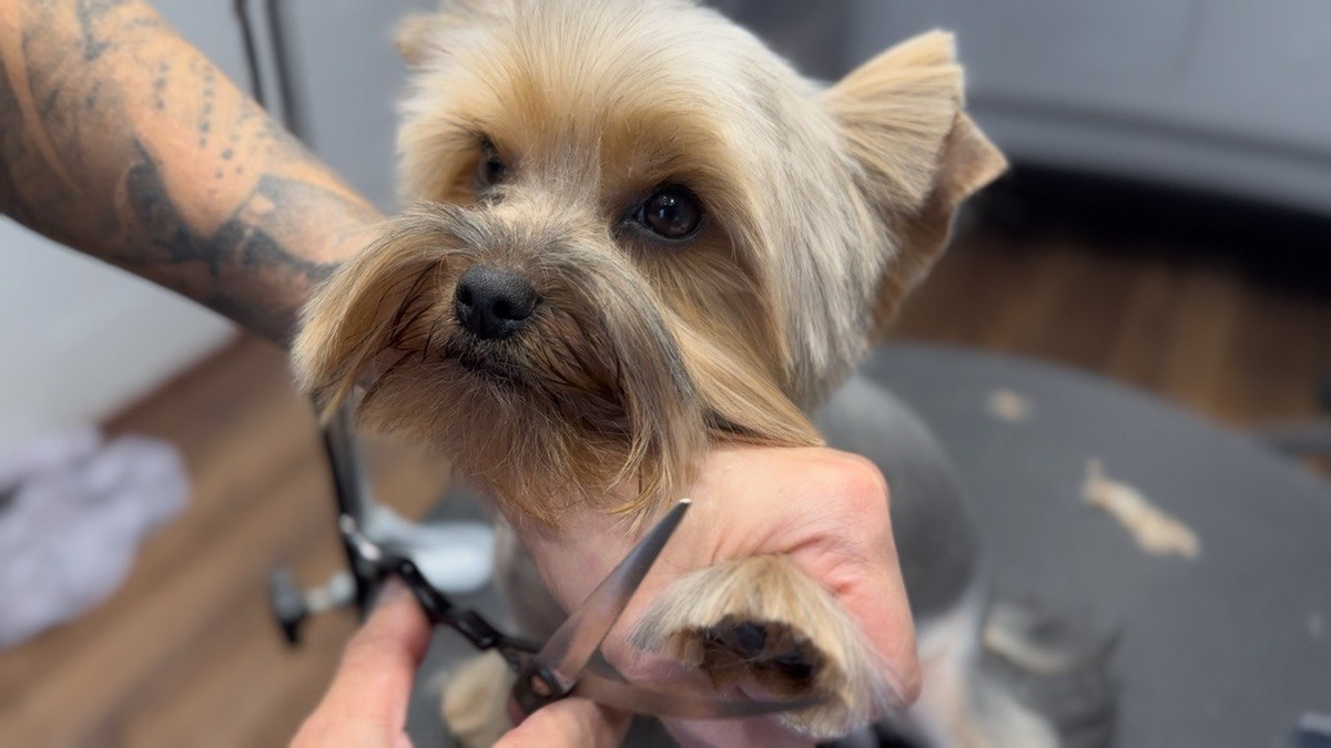 Спокойный питомец на груминге: пример того, как уважение к животному и индивидуальный подход важнее скорости и идеального результата.