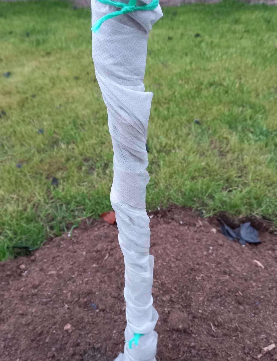 Стволик яблоньки, обвязанный спанбондом