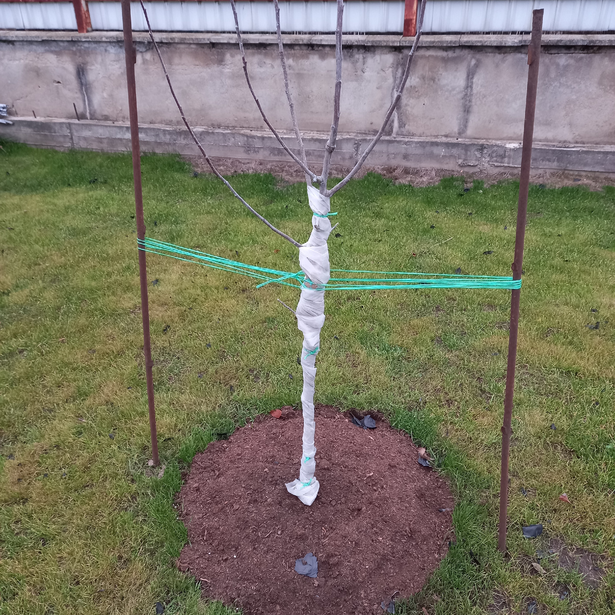 Стволик яблоньки, обвязанный спанбондом