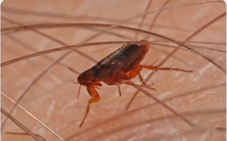 Блоха прыгает