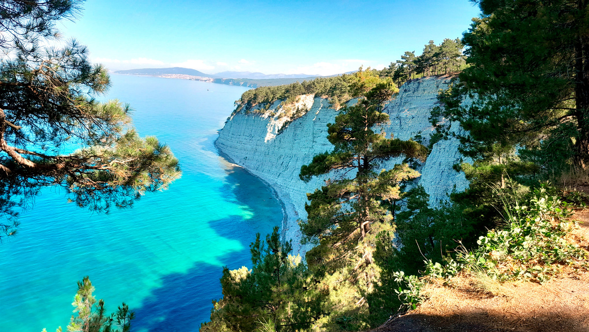 Пицундская сосна: произрастает только на побережье Чёрного моря
