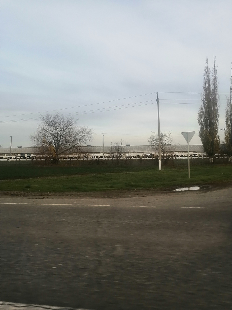 Если увеличить фото , можно увидеть коров .